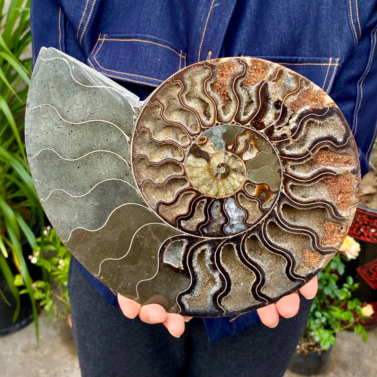 3.21LB Rare! Natural Tentacle Ammonite FossilSpecimen Shell Healing Madagascar