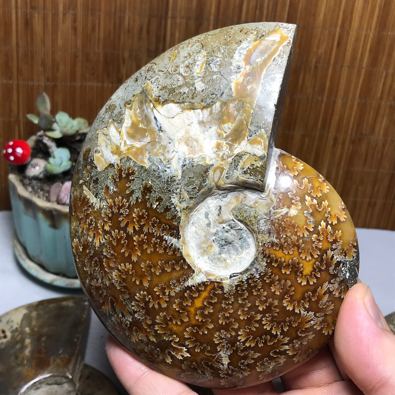 3Pcs Natural Ammonite Shell Jurrassic Crystal Specimen Madagascar 1.03kg A7003