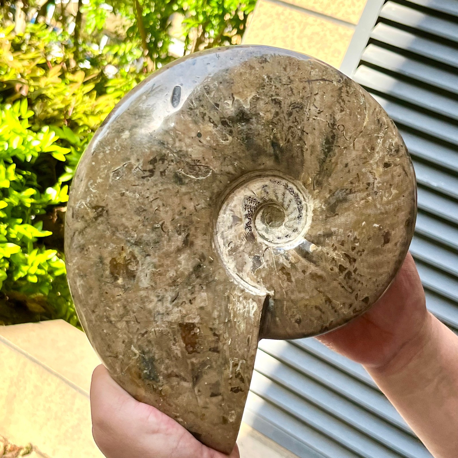 Polished Ammonite Fossil Spiral Shell Chrysanthemum Pattern Mineral 7.5 lb
