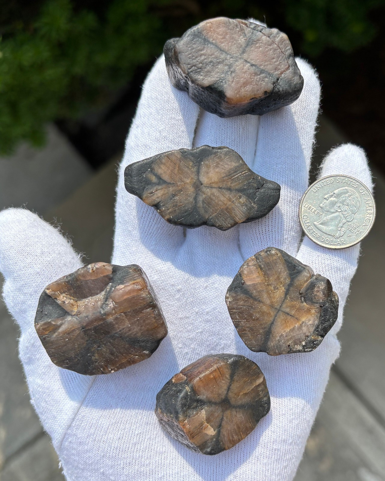 182g LOT THICK CUT CHIASTOLITE ANDALUSITE ROUGH LARGE-R SPECIMENS CROSS STONES