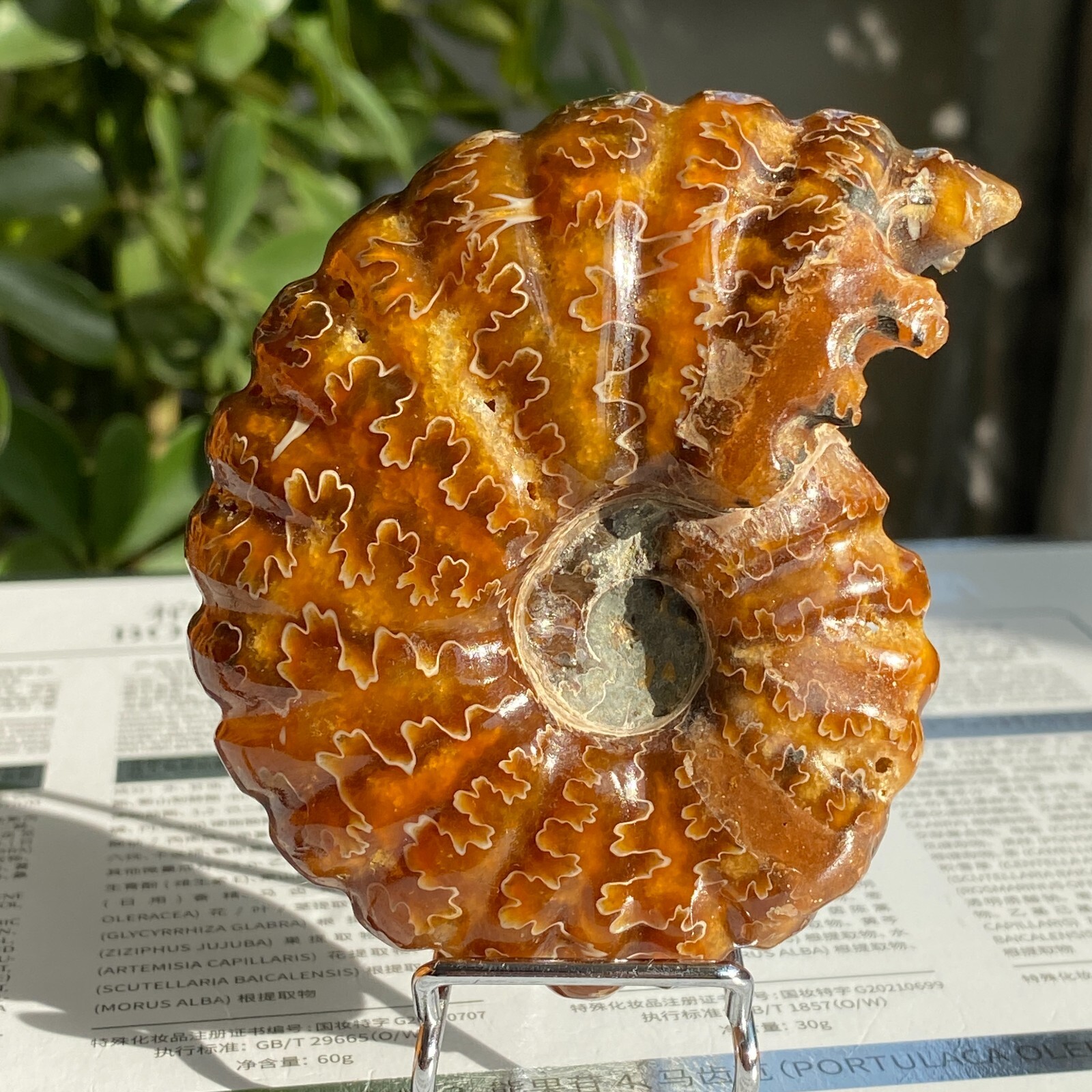 200g Top Natural Horn Screw Fossil Ammonite Conch Crystal Specimen Healing