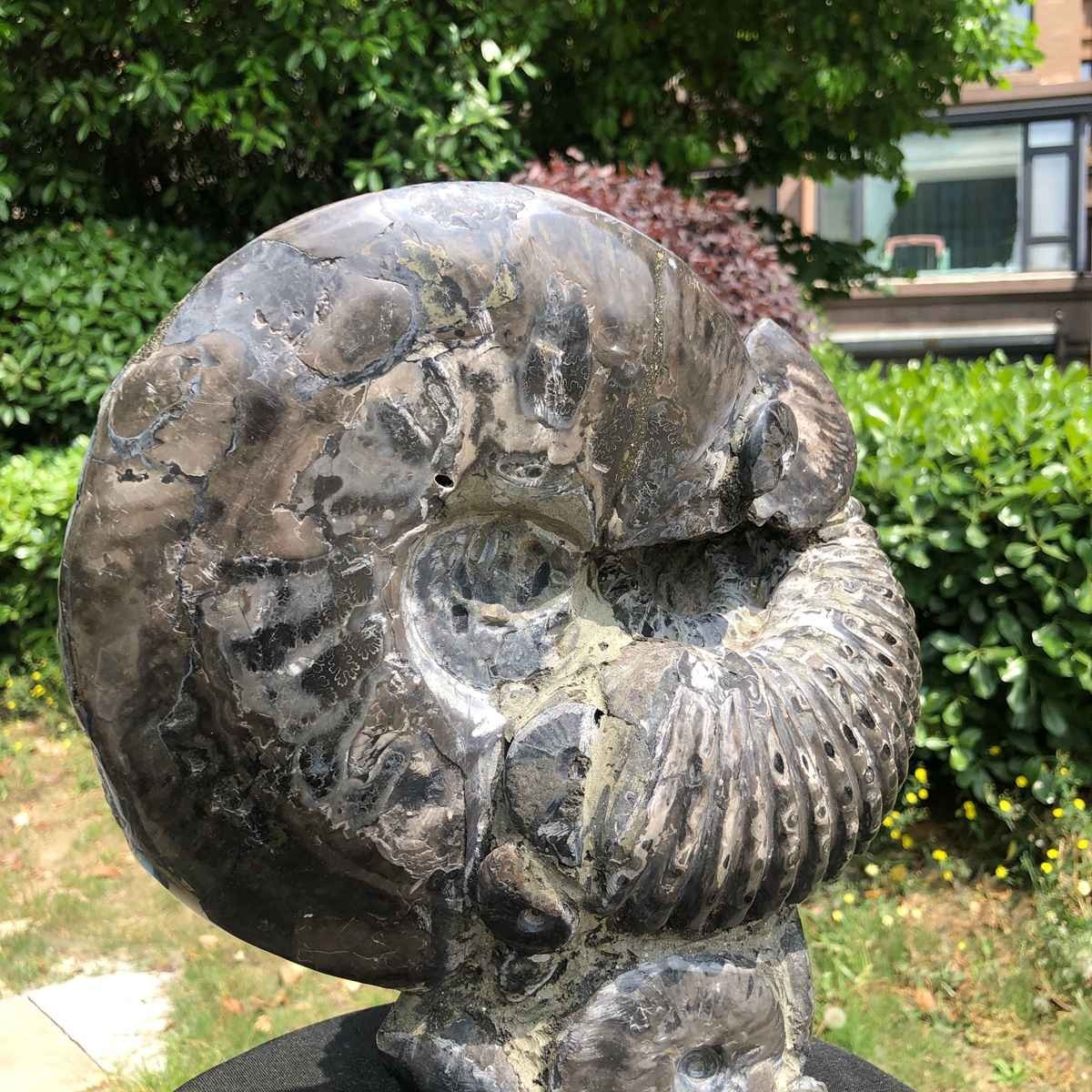 15.24LB Natural Beautiful Ammonite Fossil Conch Crystal Specimen Healing 5122