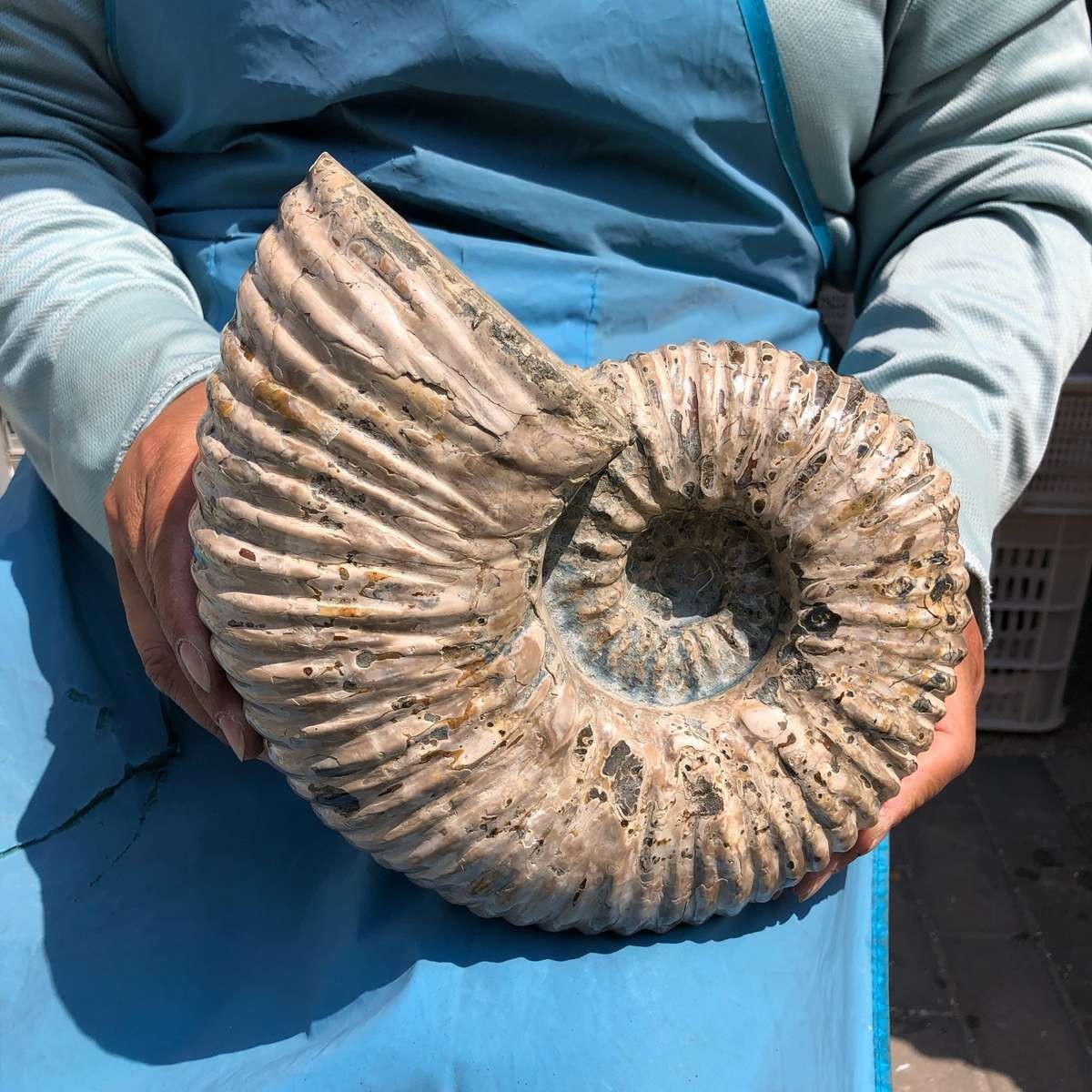 10.86LB Natural Beautiful Ammonite Fossil Conch Crystal Specimen Healing 5378