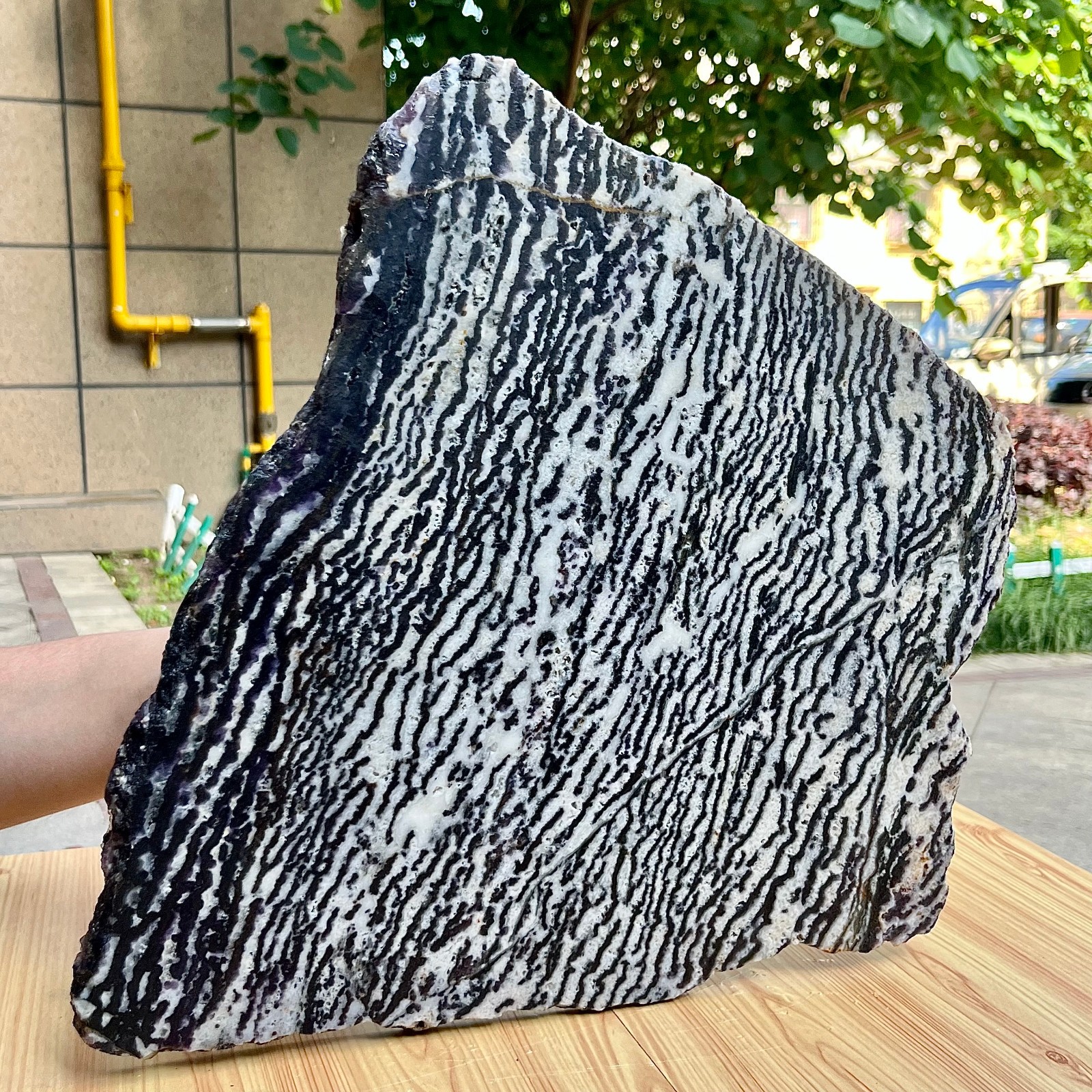 10.5 lb Polished Zebra Stone Freeform Slab Black White Stripe Crystal Specimen