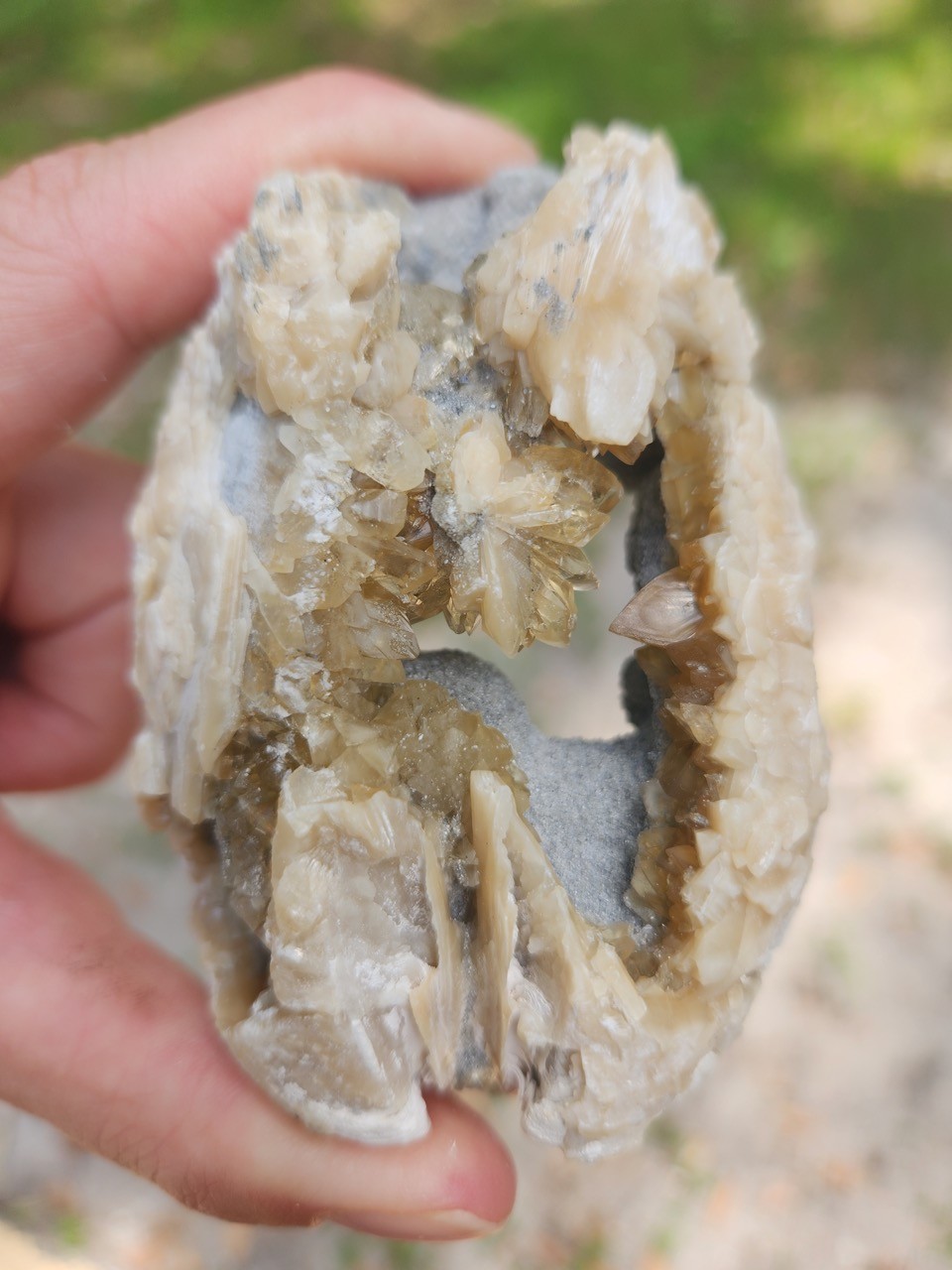 PAIR Calcite Crystal WHELK AND CLAM Shell Fossil Rucks Pit Florida dogtooth UV