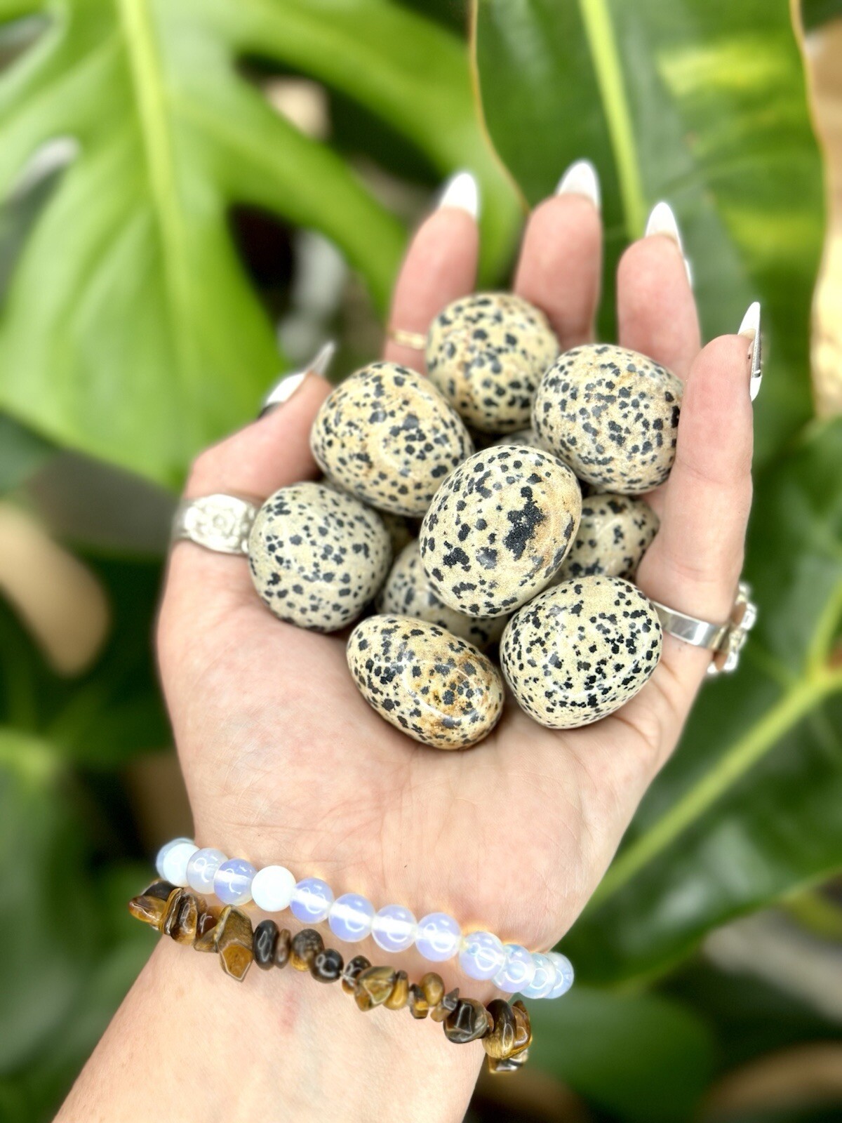 Dalmatian Jasper Tumbled Crystal Stones, 1/2 inch to 2 inch, Grade AAA+