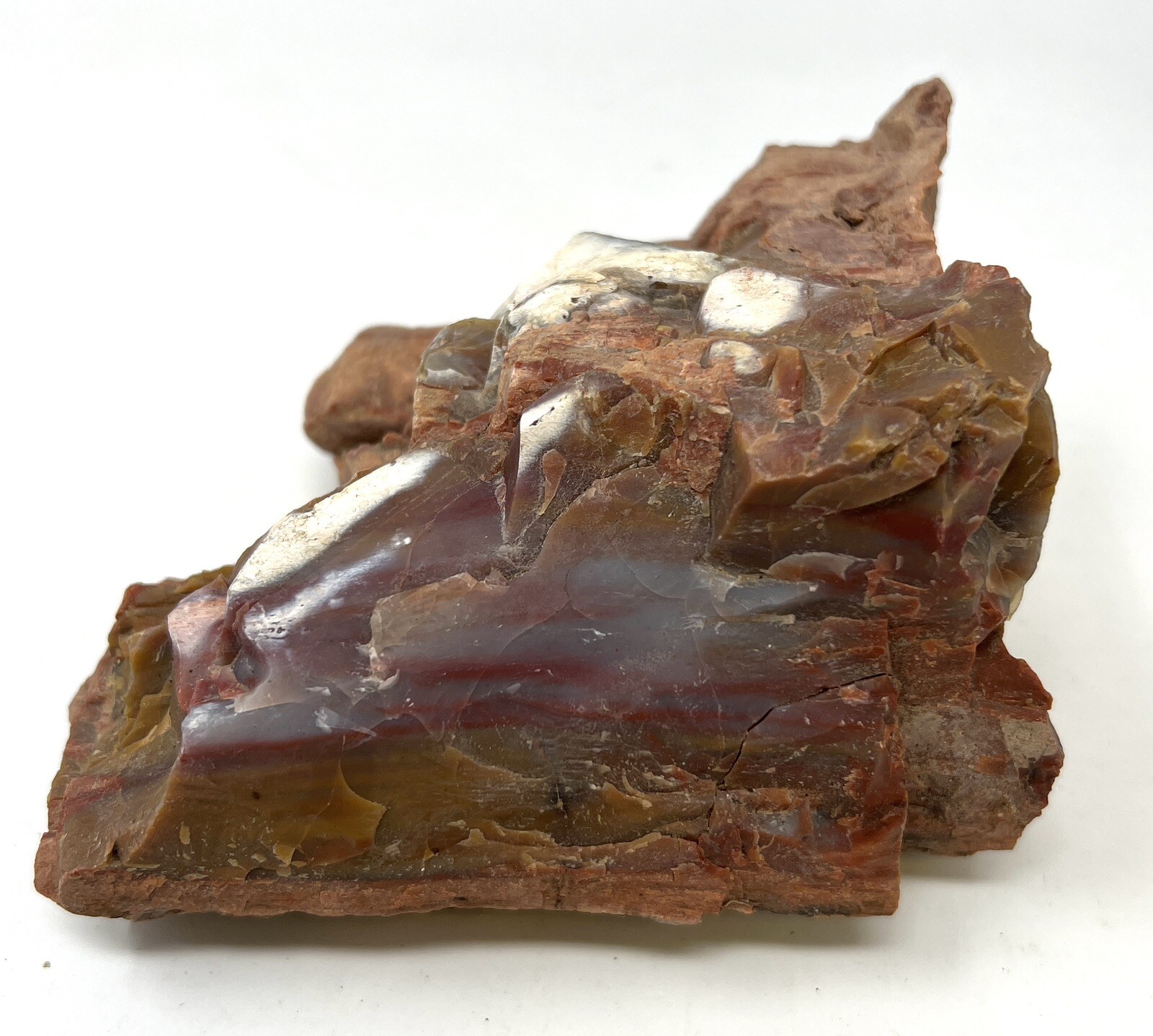Loose Natural Stone – United States: Petrified Wood 2lb 3oz