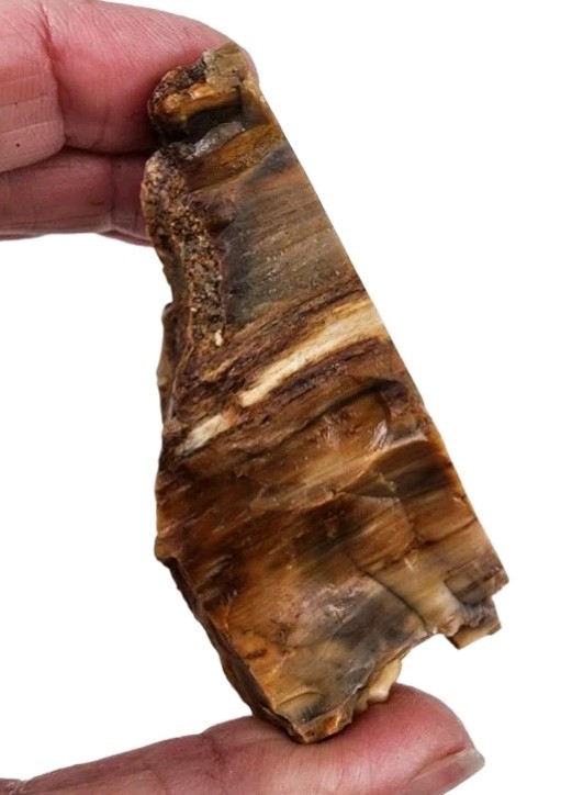 Grassy Mountain Petrified Wood Faced Specimen 108 grams.