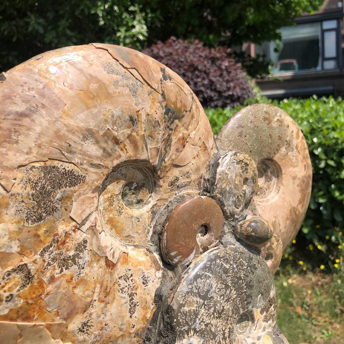 17.46LB Rarem Natural Tentacle Ammonite Fossil Specimen Shell Healing Madagas