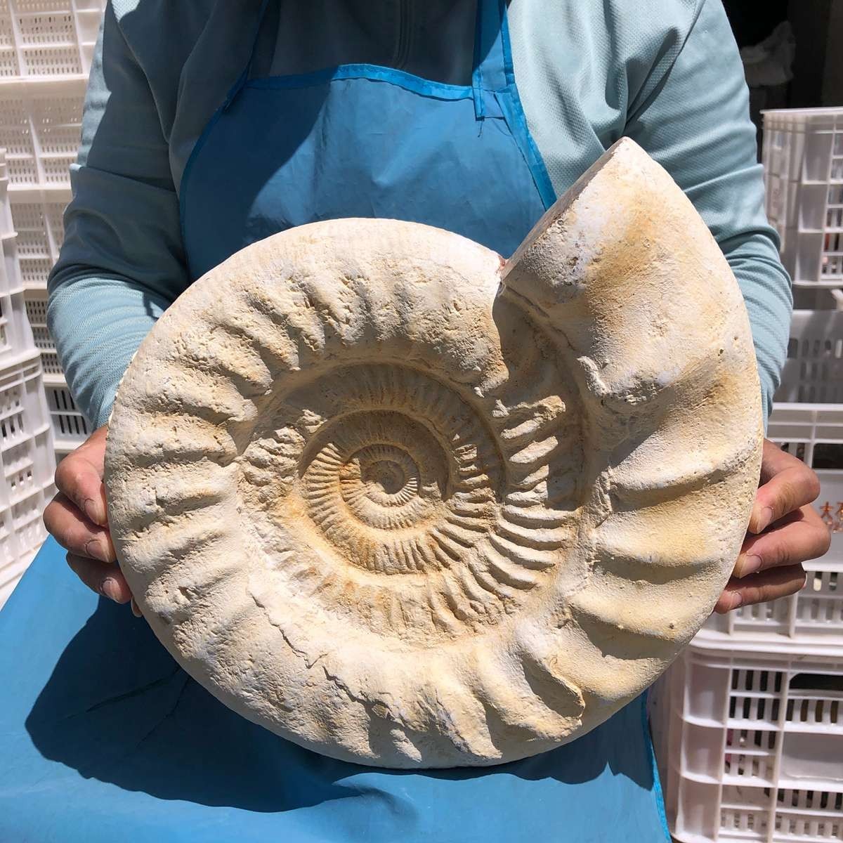 17.31LB Large Natural Beautiful Ammonite Fossil Conch Crystal Specimen Healing