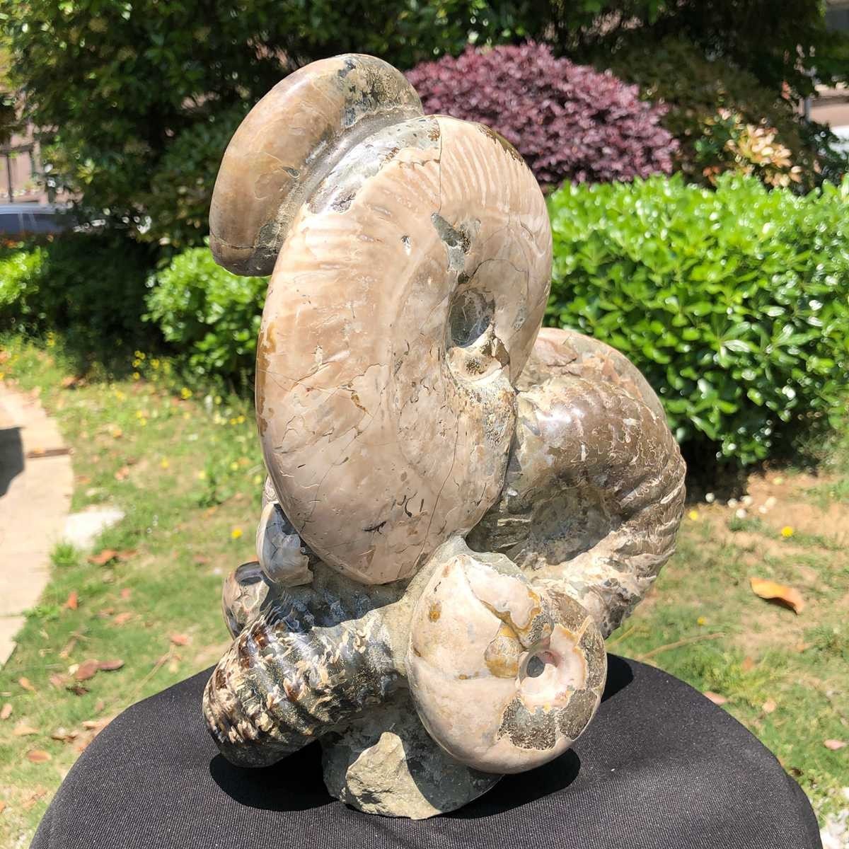 14.71LB Rarem Natural Tentacle Ammonite Fossil Specimen Shell Healing Madagas