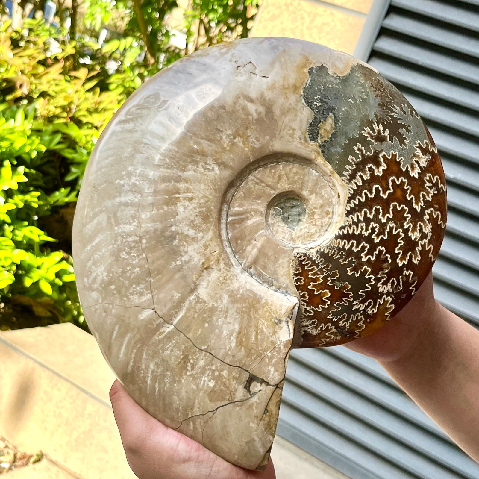 Polished Madagascar Ammonite Fossil Natural Gemstone Spiral Shell Decor 8.1 lb