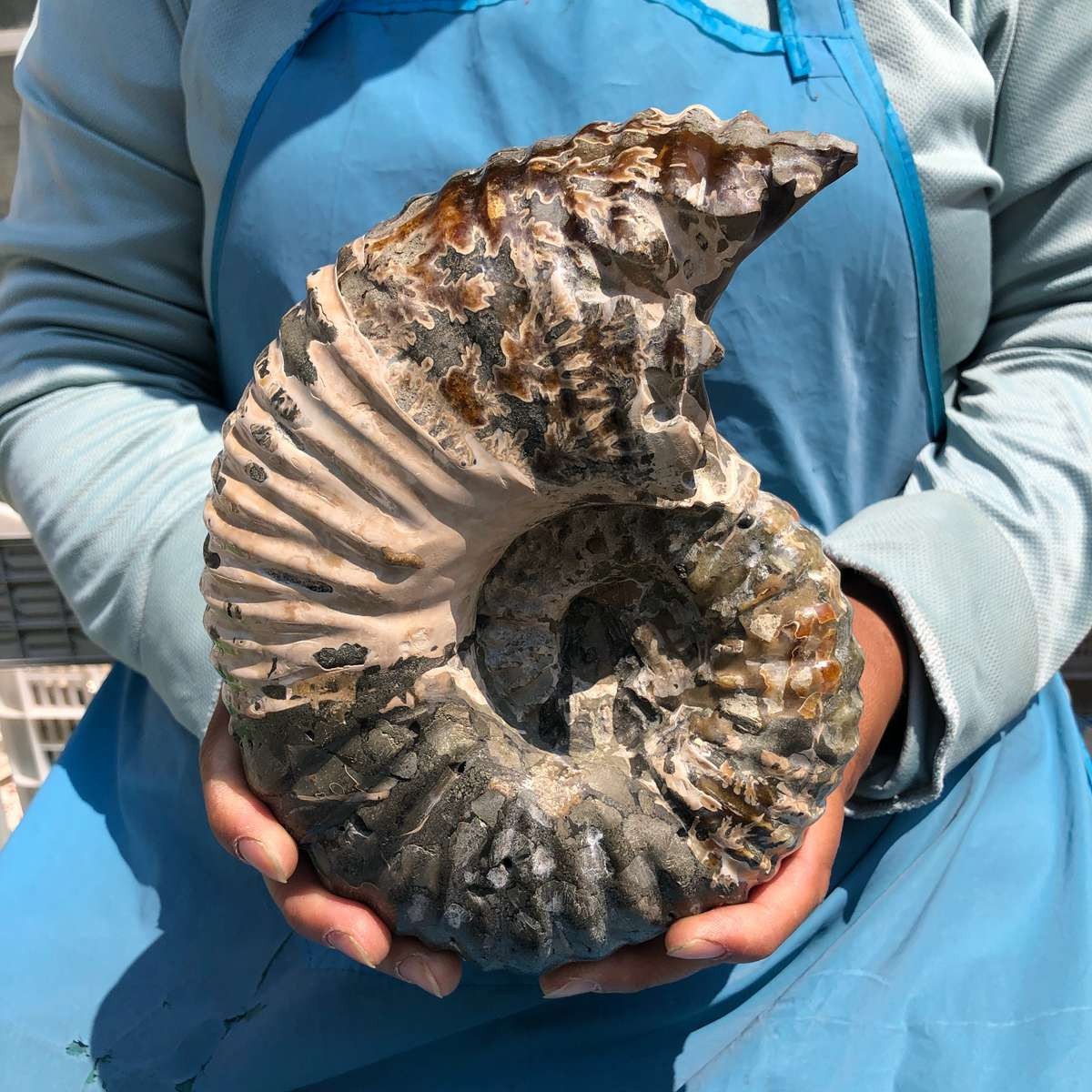 7.65LB Natural ammonite fossil conch Crystal specimen healing decor