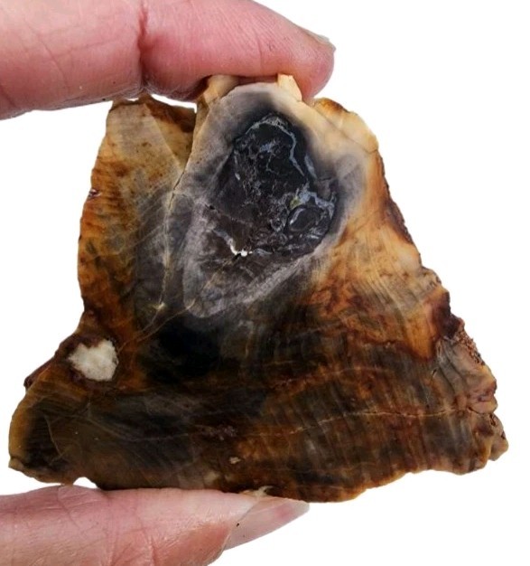 Grassy Mountain Petrified Wood Faced Specimen 108 grams.