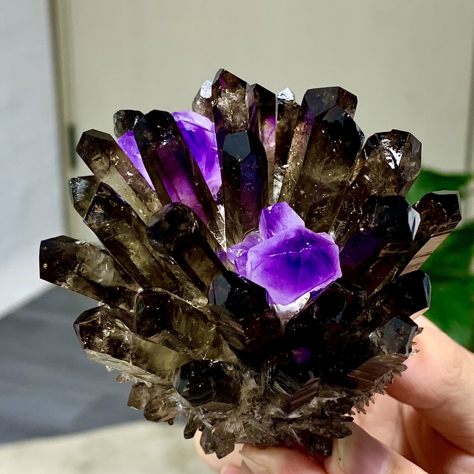 308G New Find black+purple Phantom Quartz Crystal Cluster Mineral Specimen