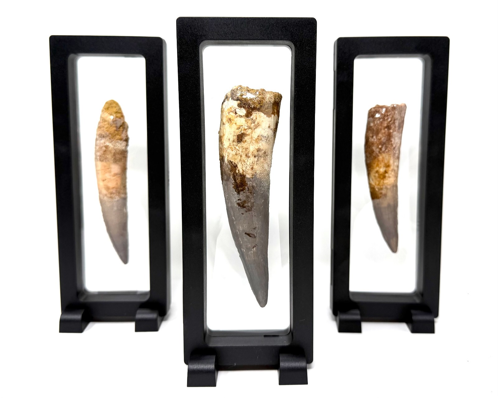 RARE Genuine Spinosaurus Dinosaur Tooth Fossils With Display Stand – Choose Size