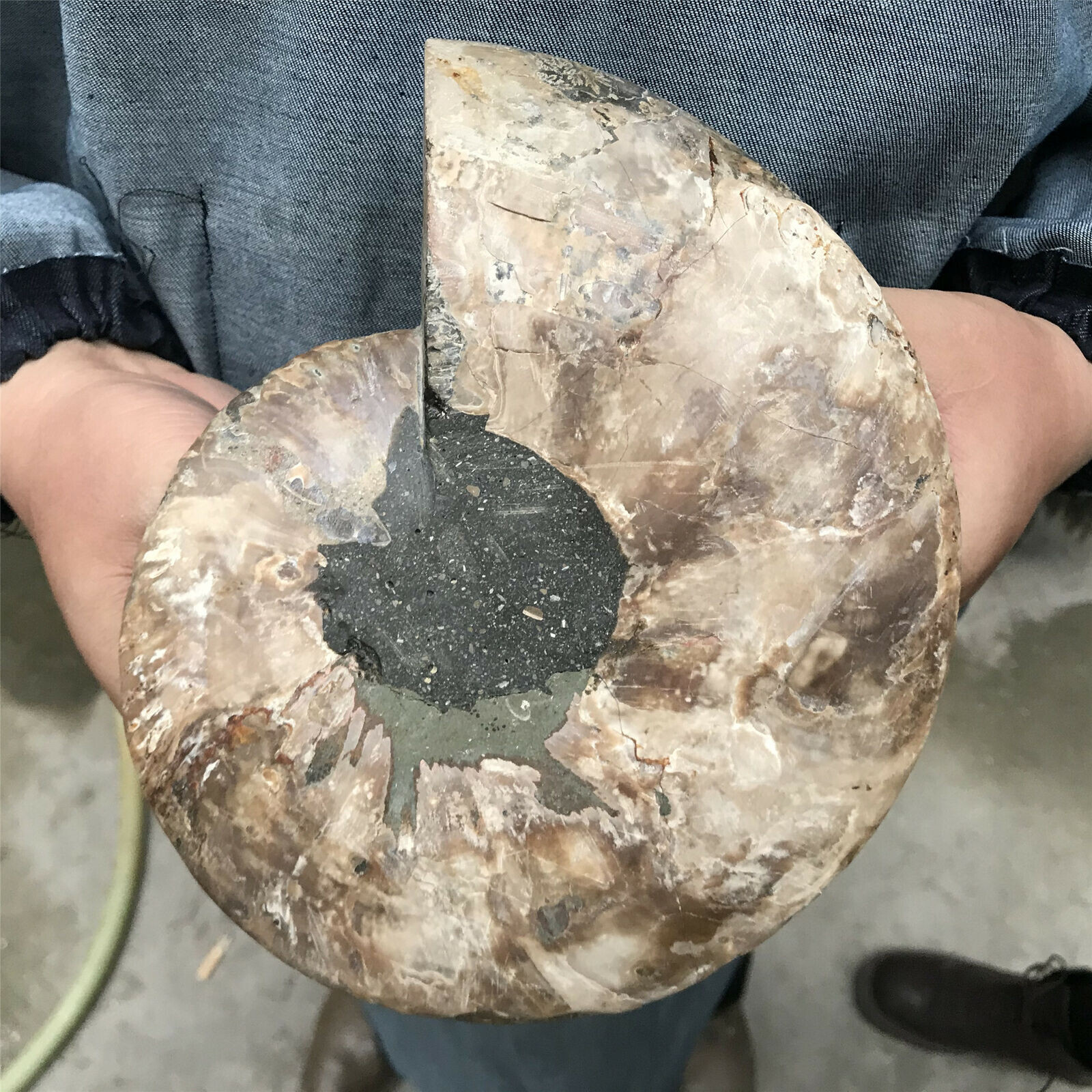 400g+ Natural Crystal ammonite fossil conch specimen healing Home decoration