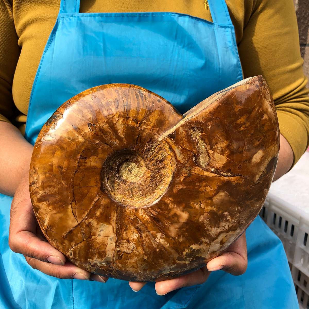 1760G Huge Natural Beautiful ammonite fossil conch Crystal specimen heals 4605
