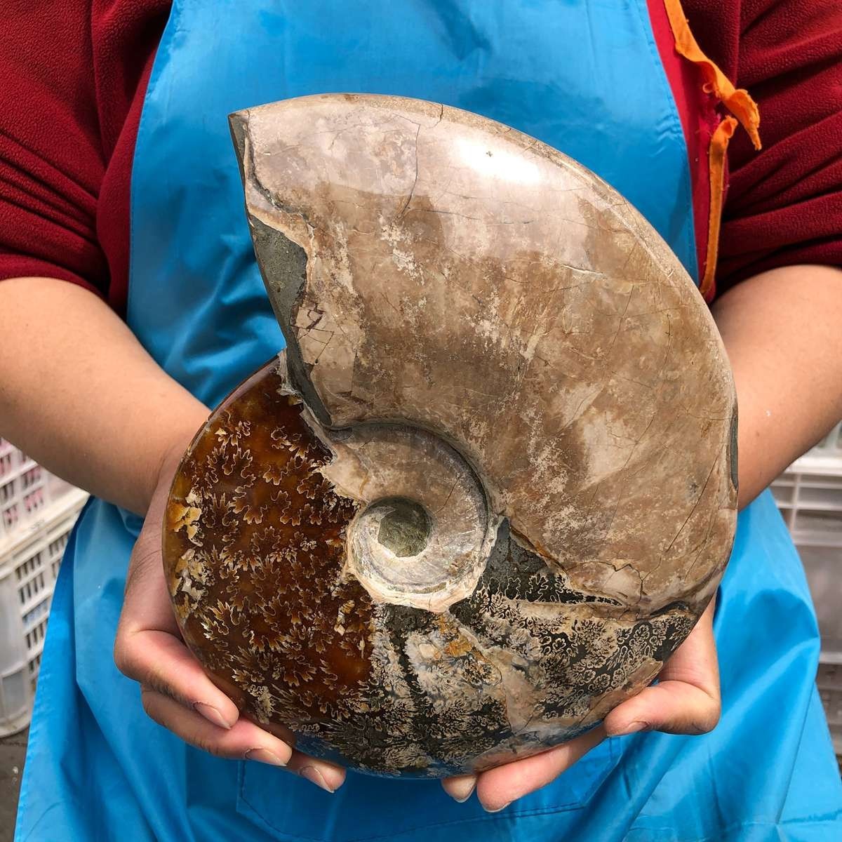 5.14LB Large Natural Beautiful Ammonite Fossil Conch Crystal Specimen Healing