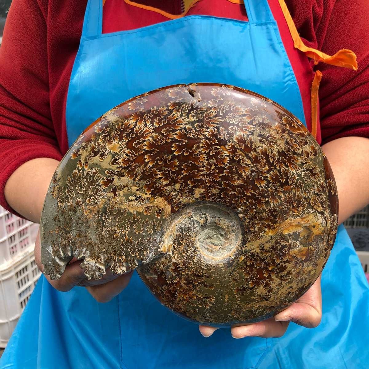 3.76LB Rare! Natural Tentacle Ammonite Specimen Healing Madagascar