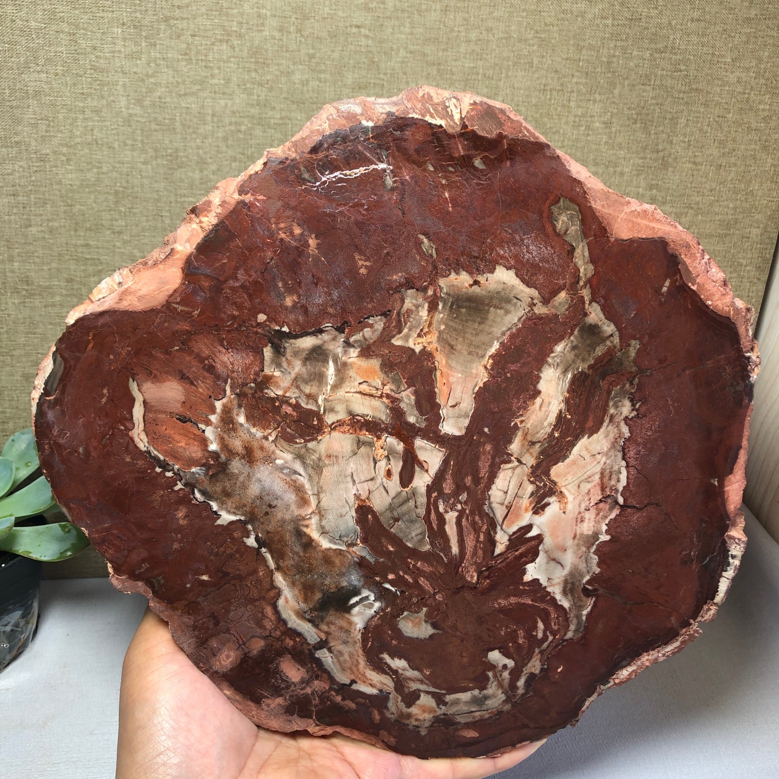 2.23kg natural Beautiful Petrified Wood Crystal mineral Slice Specimens g7683