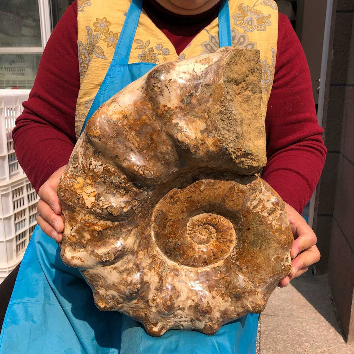 21.93LB Large Natural Beautiful Ammonite Fossil Conch Crystal Specimen Healing