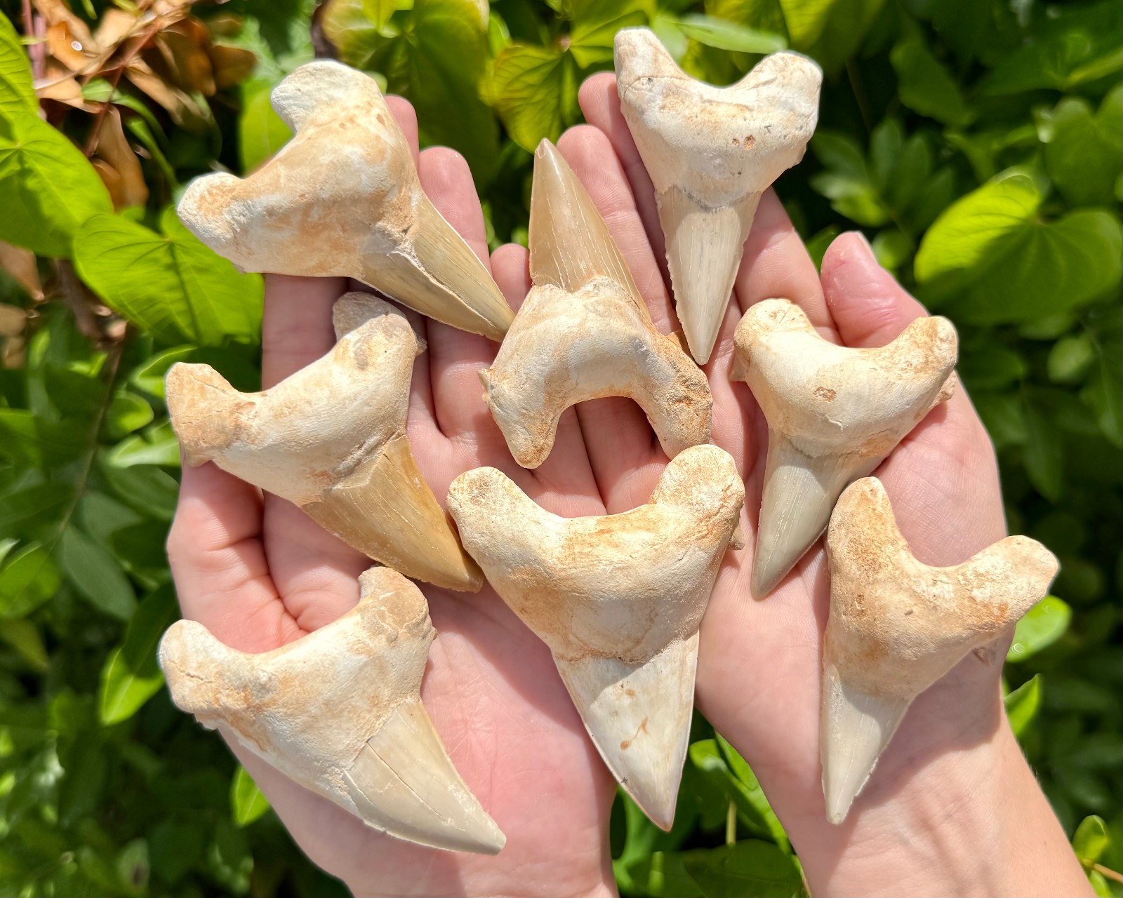 LARGE Shark Tooth Fossils, Natural Fossilized Shark Teeth – Choose Size & Amount