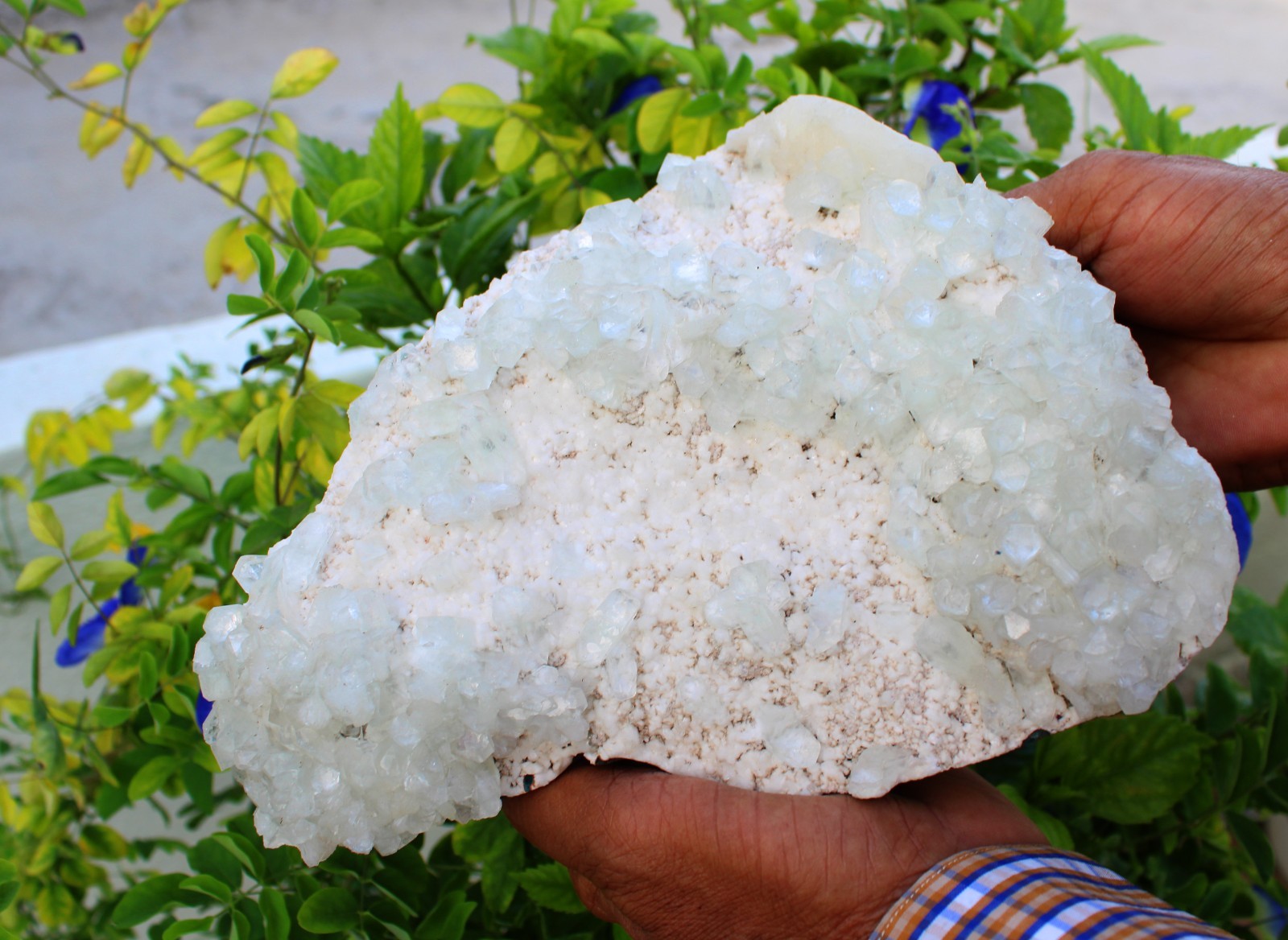 Green Apophyllite Crystals Format On Matrix Minerals Specimen