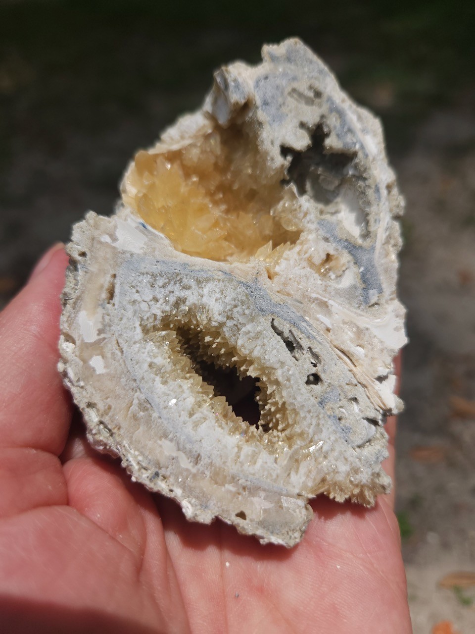 PAIR Calcite Crystal WHELK AND CLAM Shell Fossil Rucks Pit Florida dogtooth UV