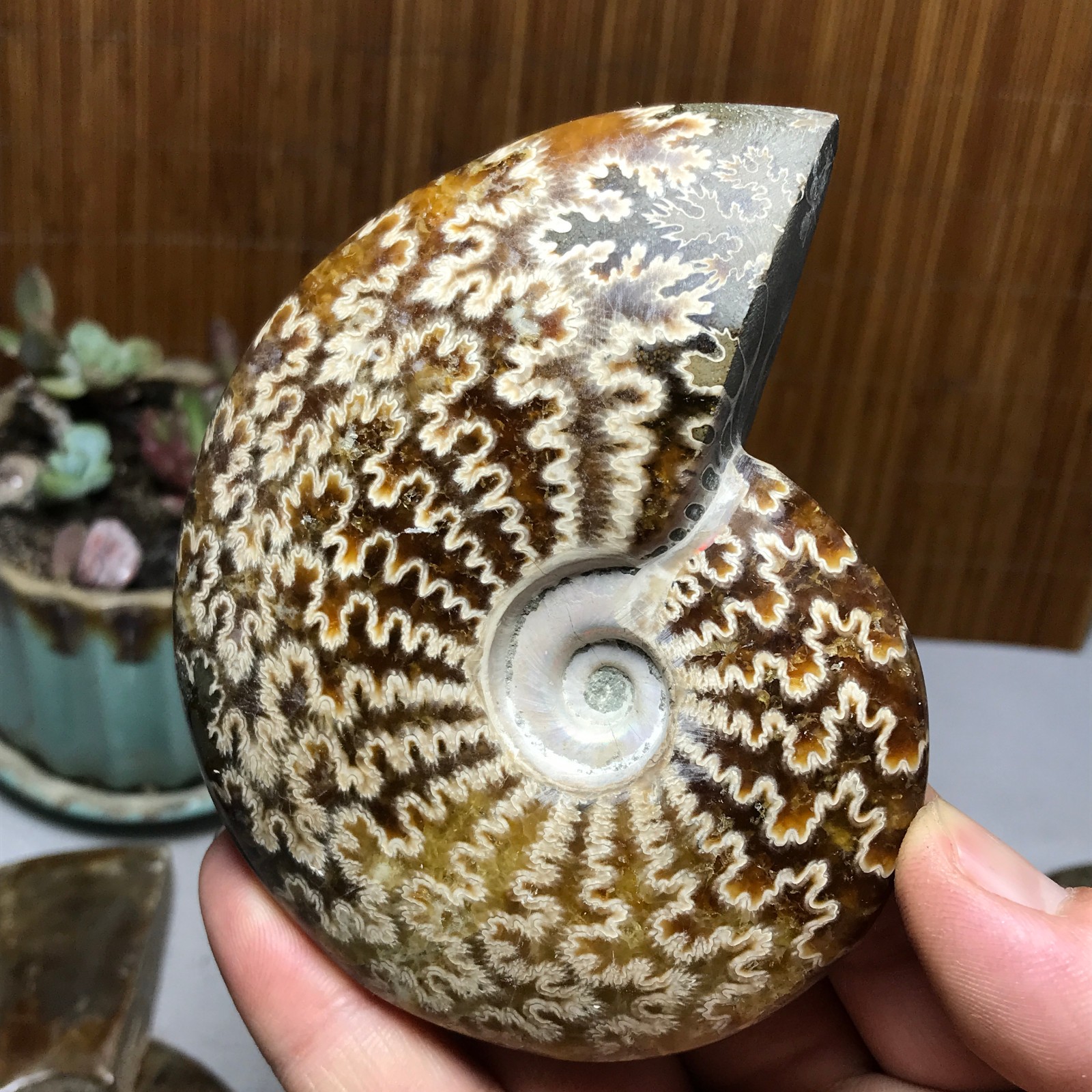 3Pcs Natural Ammonite Shell Jurrassic Crystal Specimen Madagascar 1.03kg A7003