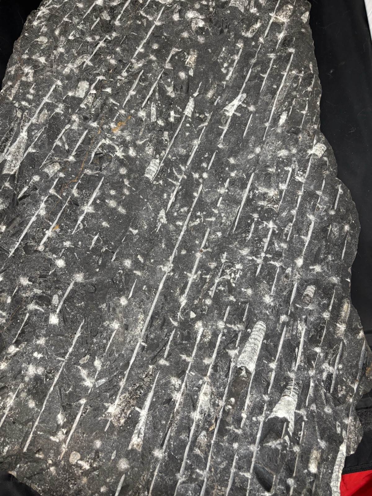 Natural Moroccan paleontological Orthoceras fossil specimen 31 1/2 X 16, 60lbs