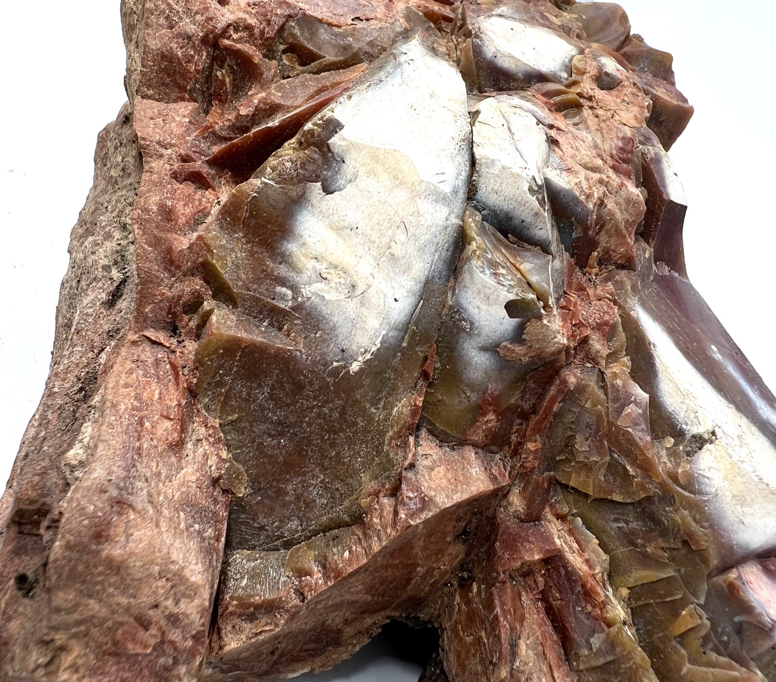 Loose Natural Stone – United States: Petrified Wood 2lb 3oz