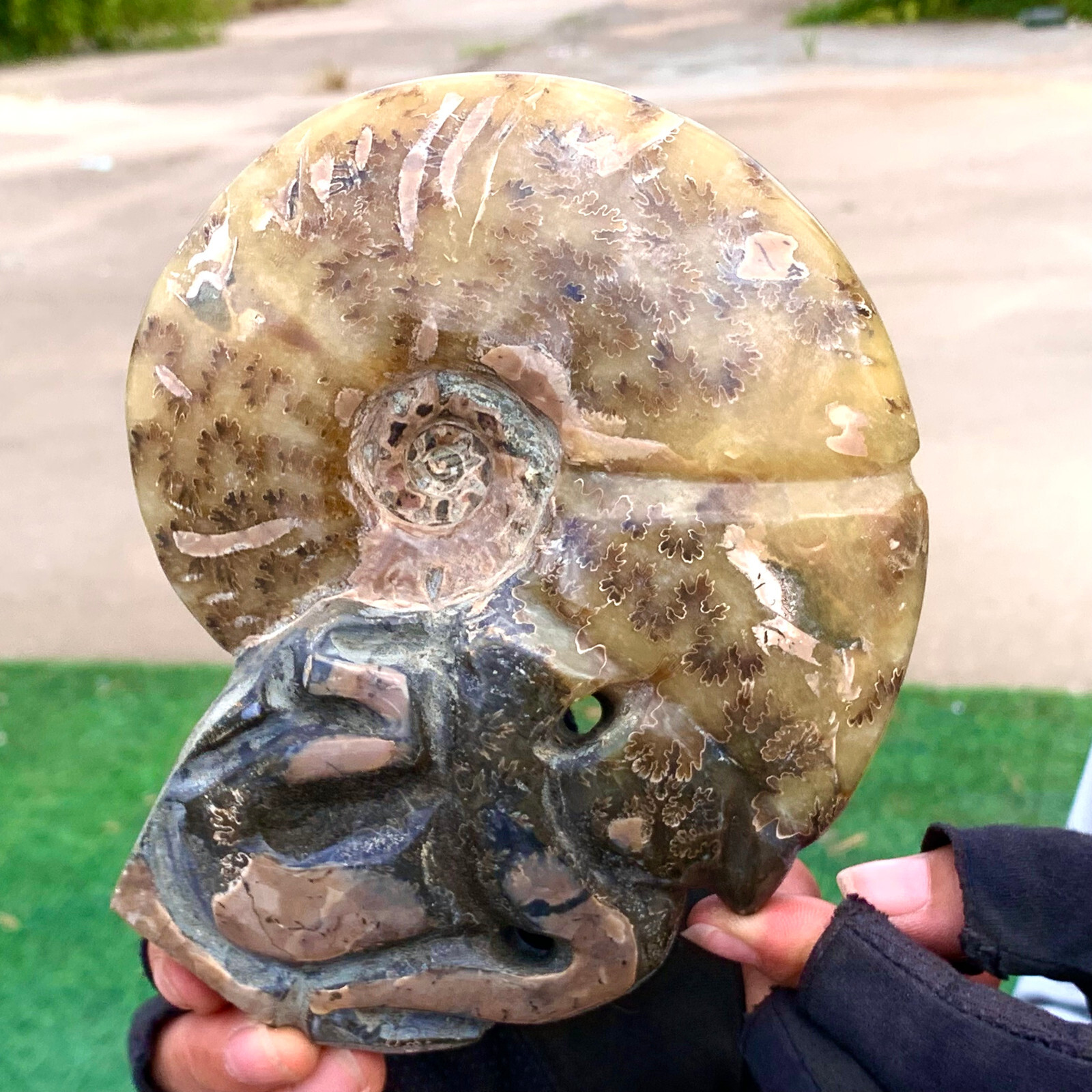 1.92LB Rare! Natural Tentacle Ammonite FossilSpecimen Shell Healing Madagascar
