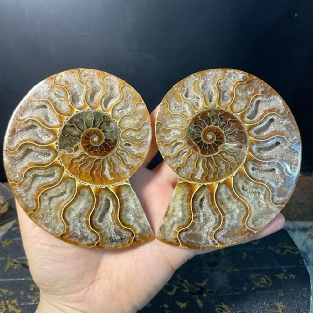 TOP Natural Ammonite Fossil Conch Crystal Specimen Healing Care A pair 200g+