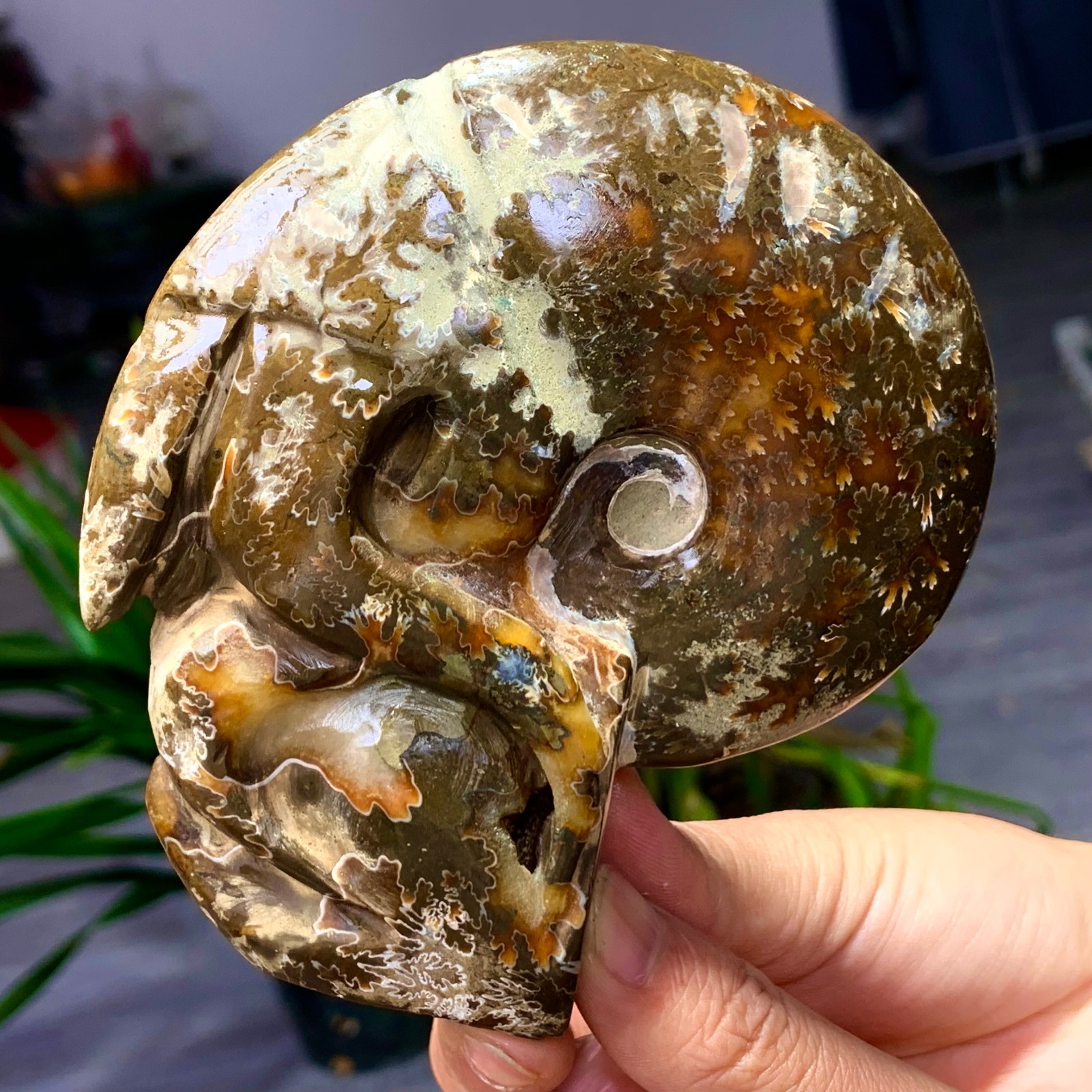 364G Rare! Natural Tentacle Ammonite Fossil Shell Healing Madagascar