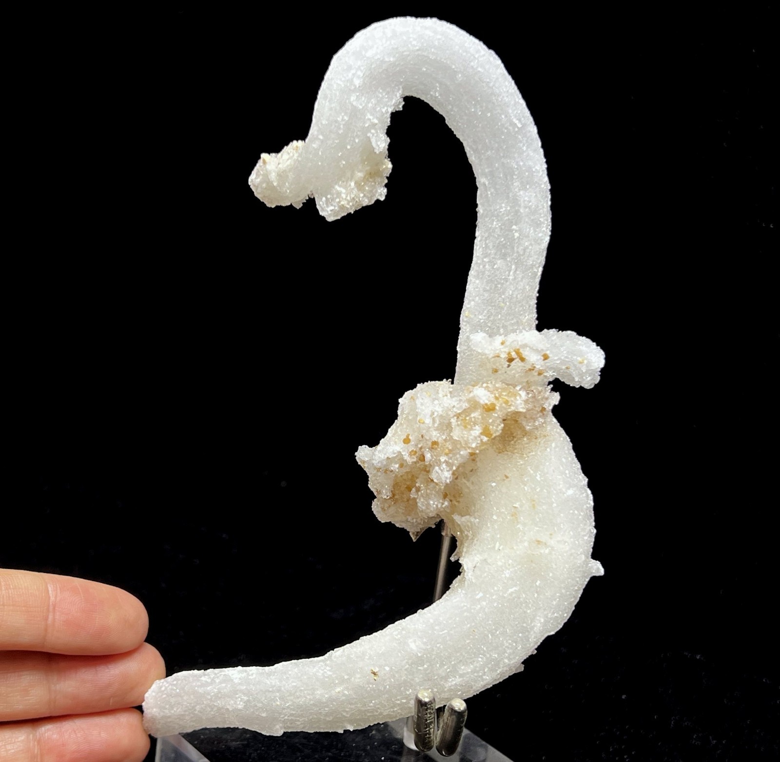 152mm Sparkling POWERFUL ‘Ram’s Horn’ shape Selenite (Gypsum), Natural Mineral