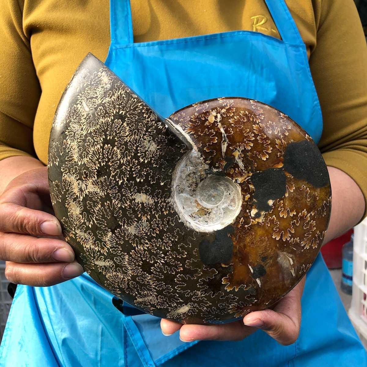 3.41LB Rare! Natural Tentacle Ammonite Fossil Specimen Shell Healing Madagascar