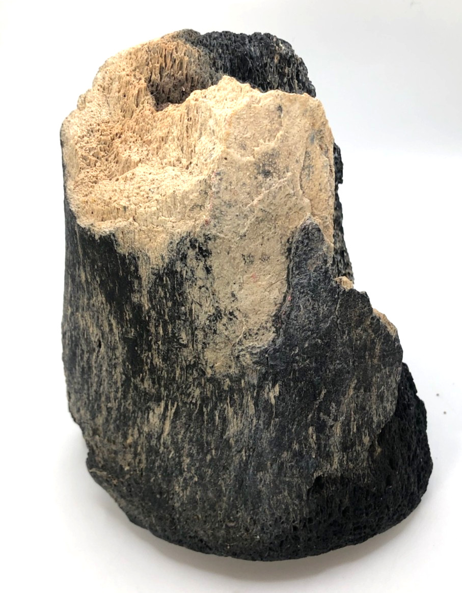 Florida Fossil” Prehistoric Bone of a Mastodon Shell Pit Find in Bradenton, FL