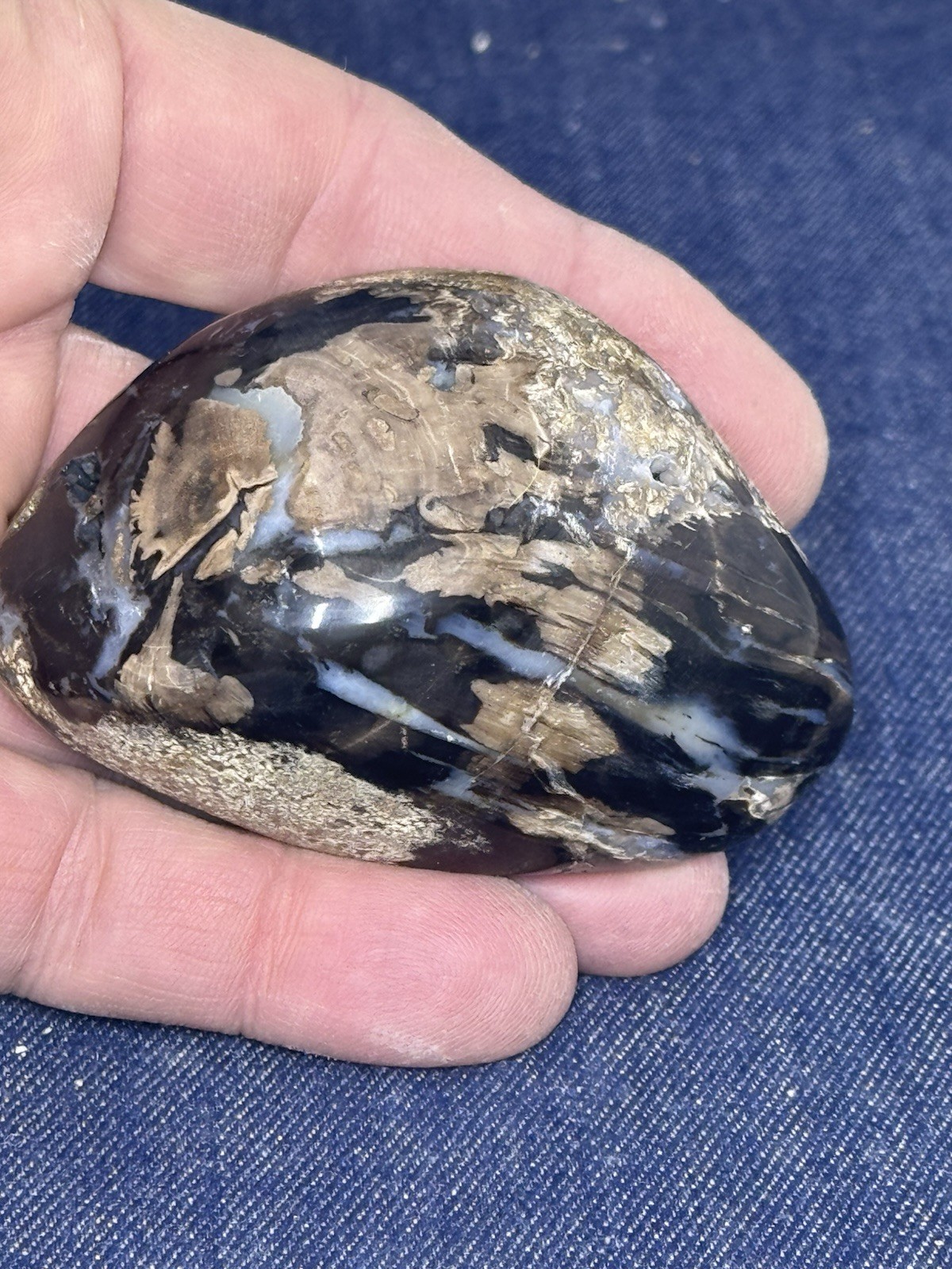 Blue Forest Petrified Wood Stand Up Display Piece ( Wyoming)