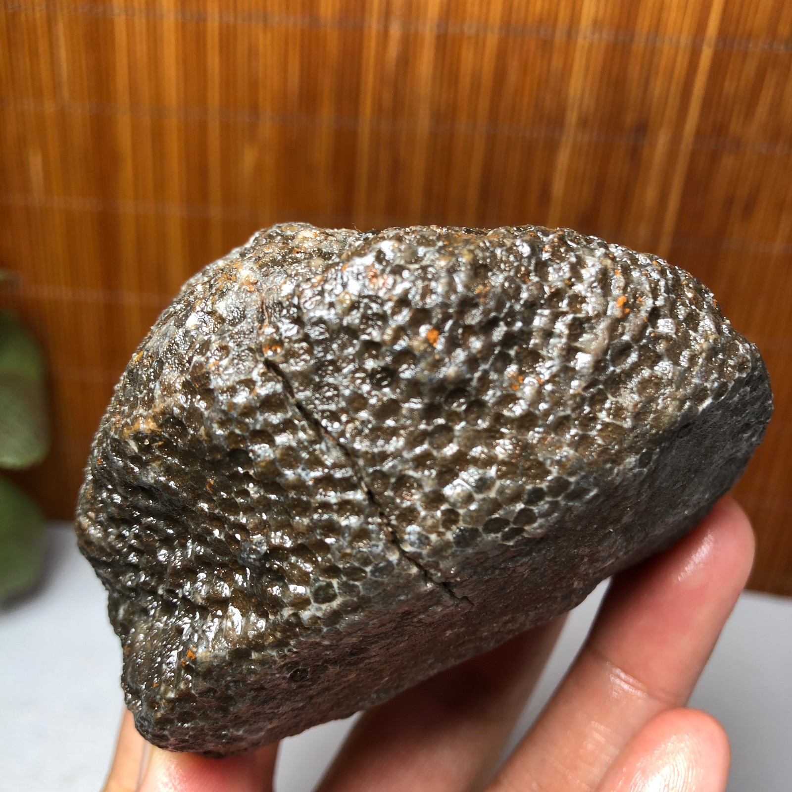 73mm Rare Rugose Coral Slab original Actinocyathus Morocco 291g AA9419