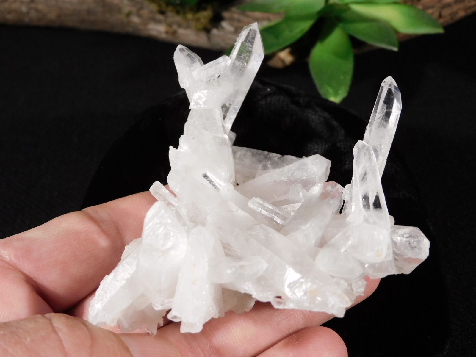 Twelve Points! TRANSLUCENT Quartz Crystal Cluster Collier Creek ARKANSAS 99.0gr