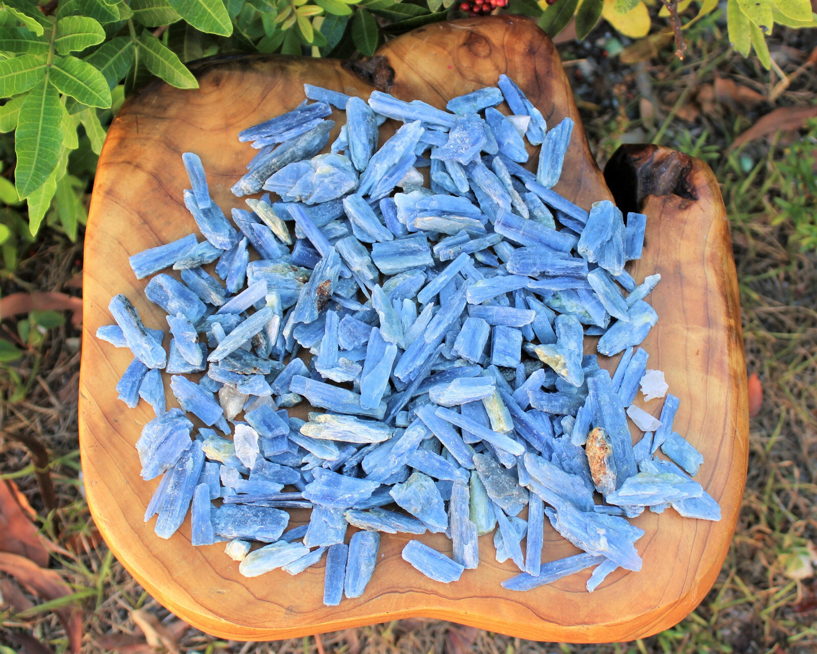 Blue Kyanite Blades Crystal Collection 1/2 lb Box Lot – Natural Kyanite Crystals