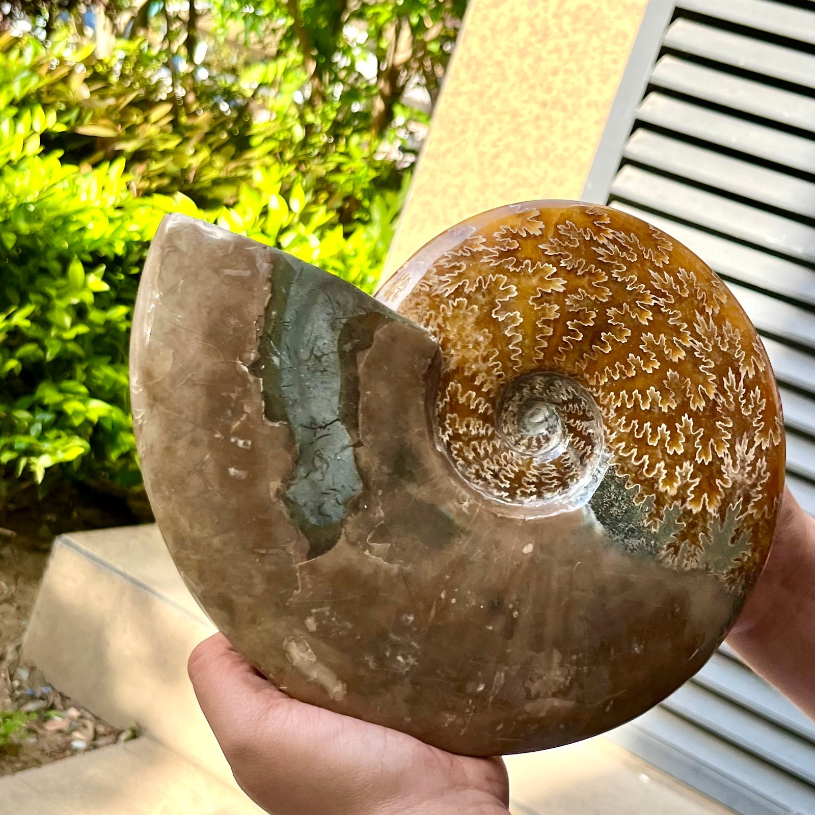 Ammonite Fossil Specimen Polished Spiral Shell Home Decor 6.4 lb