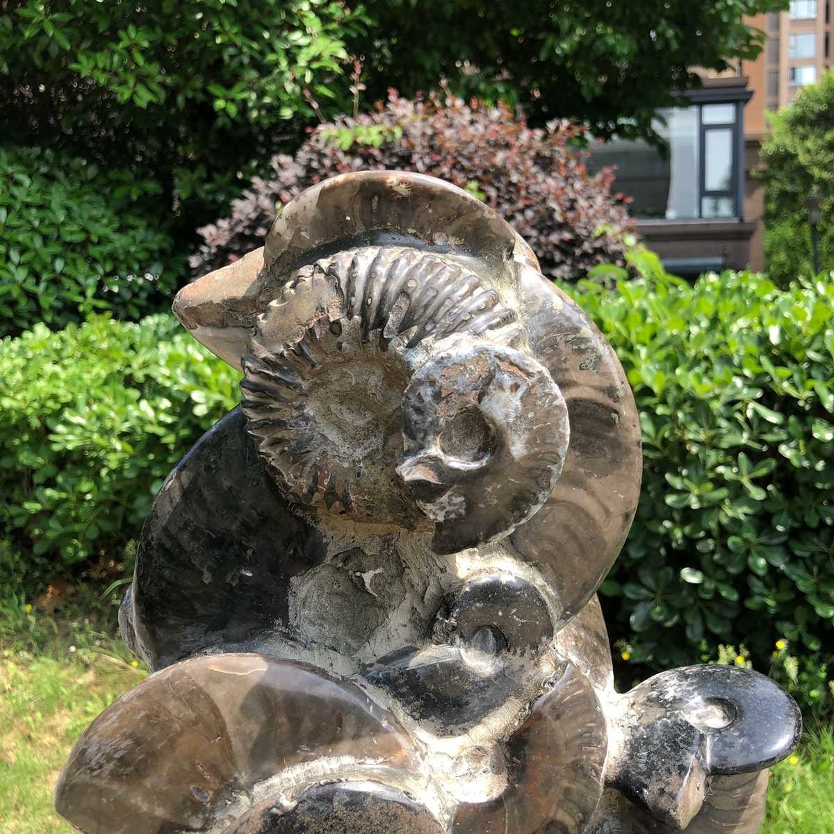 13.09LB Natural Beautiful Ammonite Fossil Conch Crystal Specimen Healing 5130