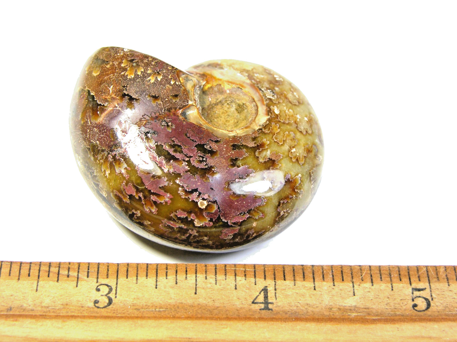 Ammonite fossil polished 1 1/2″ + showing suture lines Madagascar ms14