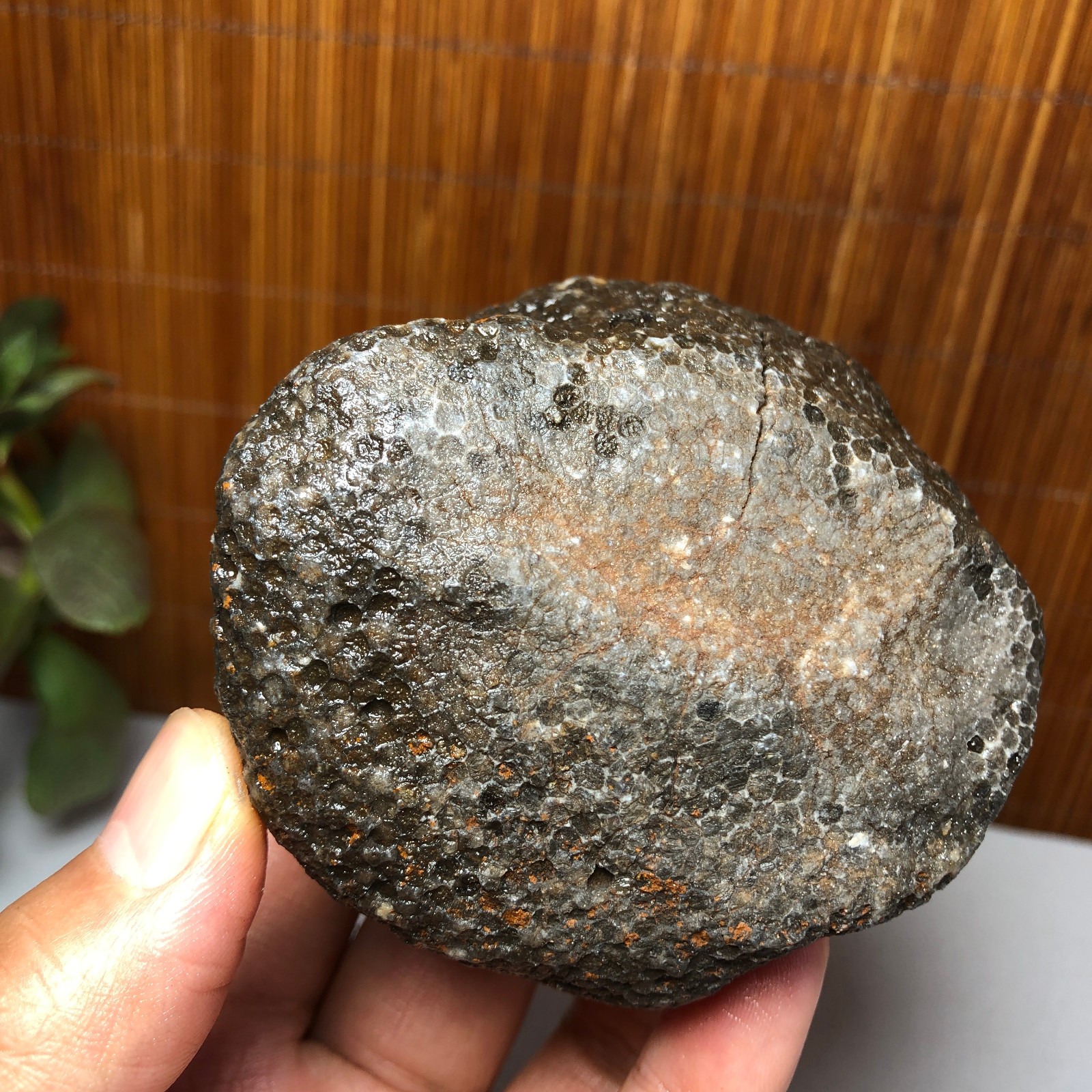 73mm Rare Rugose Coral Slab original Actinocyathus Morocco 291g AA9419