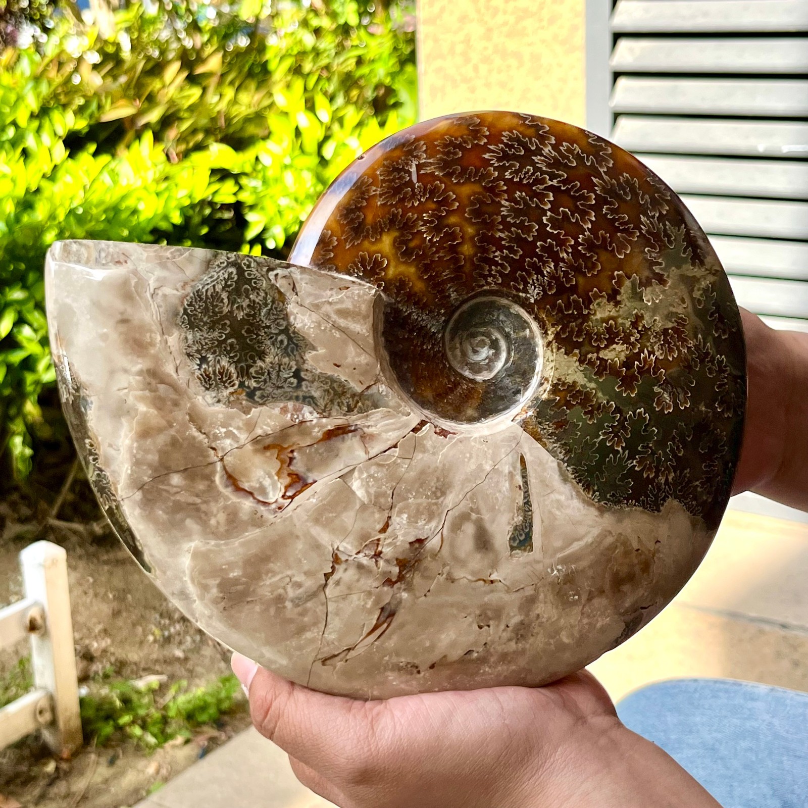 Polished Madagascar Ammonite Fossil Natural Gemstone Spiral Shell Decor 6.3 lb