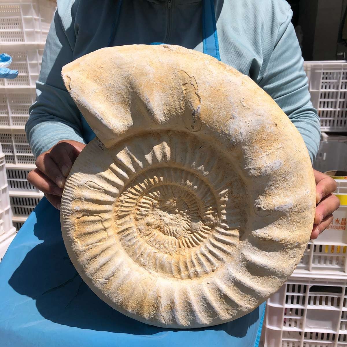 22.5LB Large Natural Beautiful Ammonite Fossil Conch Crystal Specimen Healing