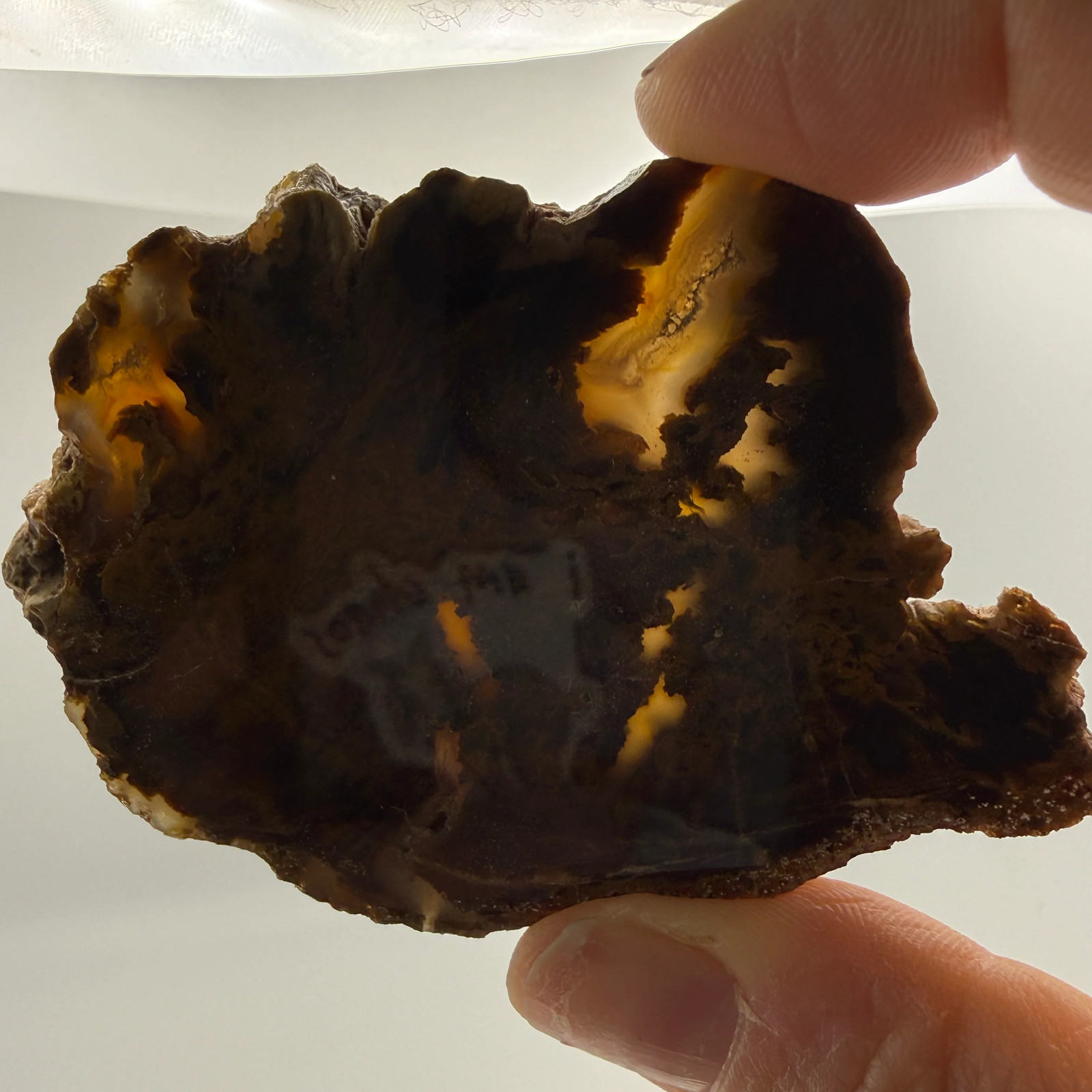 Petrified Wood (identified as Tempskya)- South Dakota