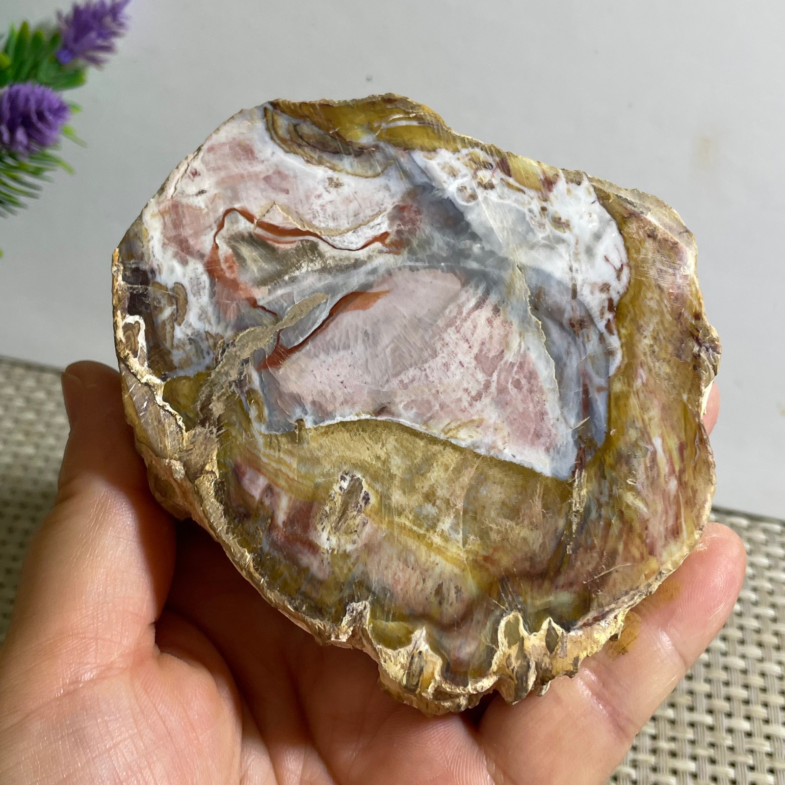 Natural Polished Petrified Wood Crystal Slice Madagascar 302g